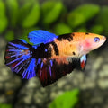 Orange Black Koi Galaxy Halfmoon Betta Fish Female For Sorority / Breed