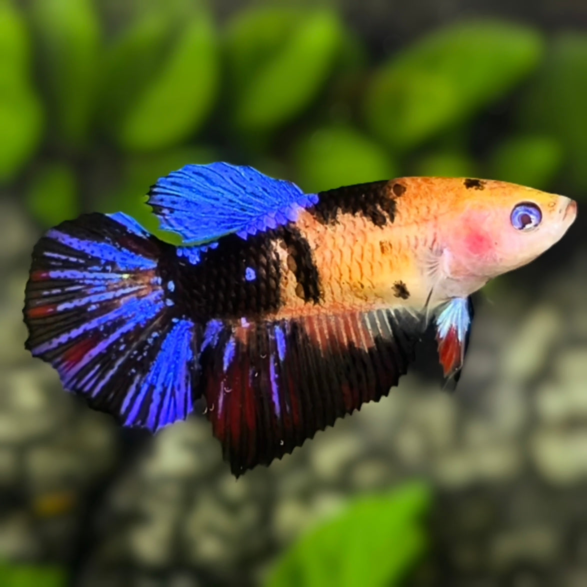 Orange Black Koi Galaxy Halfmoon Betta Fish Female For Sorority / Breed