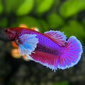 Purple Lavender Dumbo Ears HMPK Betta Fish Female For Sorority / Breed