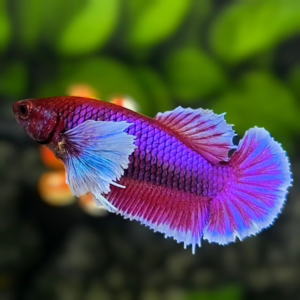 Purple Lavender Dumbo Ears HMPK Betta Fish Female For Sorority / Breed
