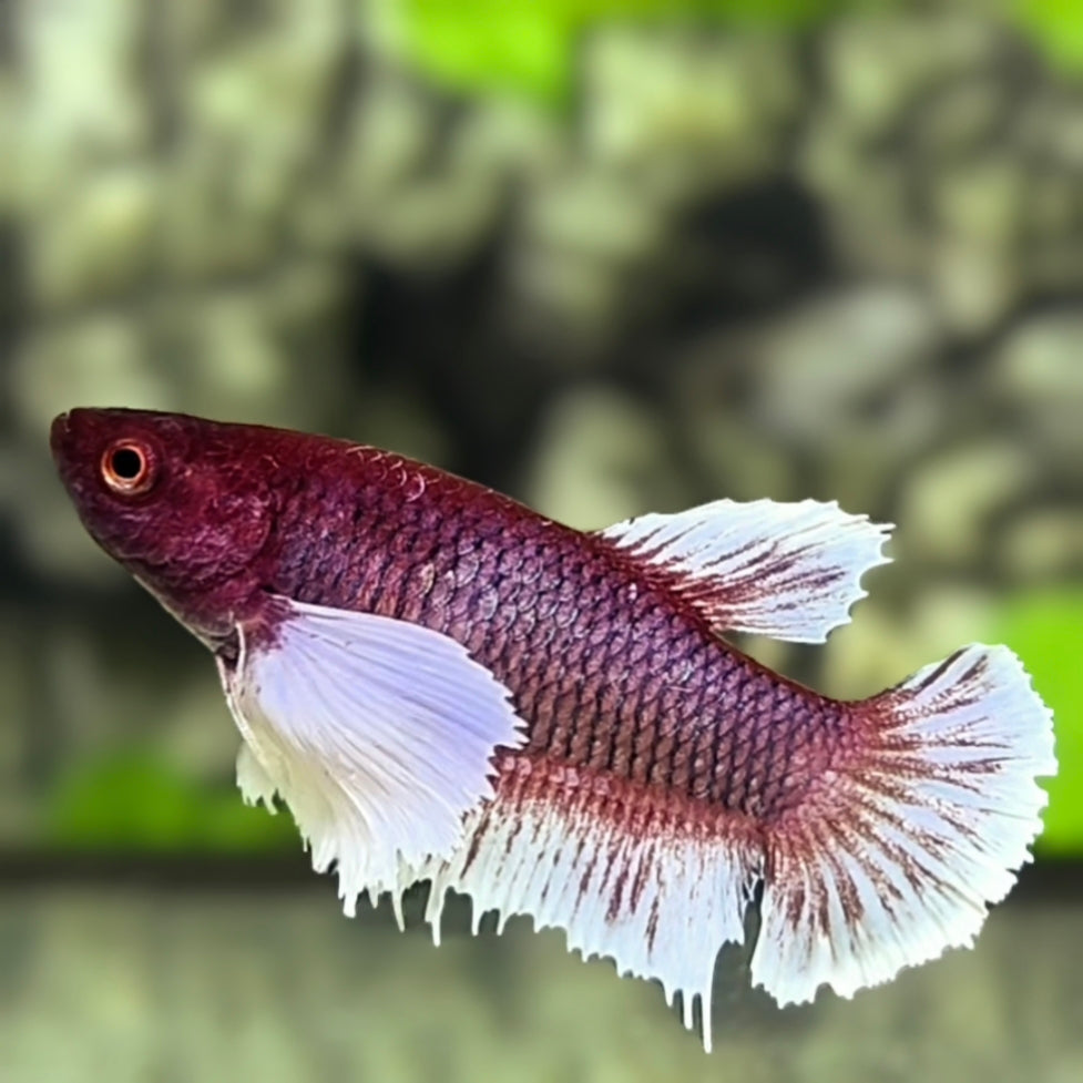 Purple White Lavender Dumbo Ears HMPK Betta Fish Female For Sorority / Breed