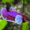 Purple Lavender Dumbo Ears HMPK Betta Fish Female For Sorority / Breed