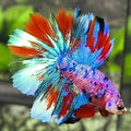 Multicolor Candy Halfmoon Betta Fish Male