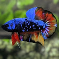 Avatar Blackstar Blue Nemo Variation HMPK Betta Fish Male