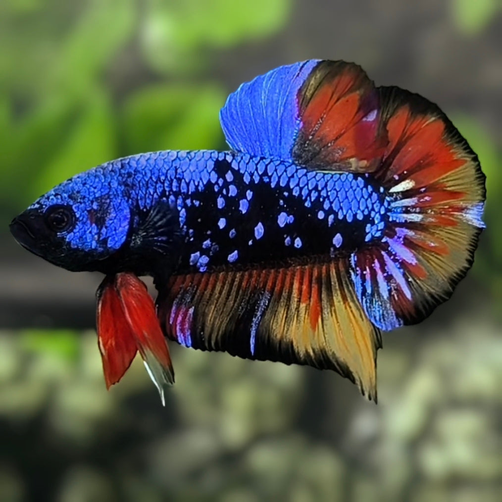 Avatar Blackstar Blue Nemo Variation HMPK Betta Fish Male