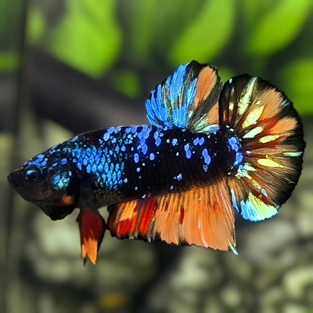Avatar Blackstar Nemo Variation HMPK Betta Fish Male