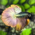 Copper Halfmoon Betta Fish Male