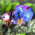 Multicolor Purple Galaxy HMPK Betta Fish Male