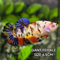 Multicolor Tiger JUMBO GIANT HMPK Betta Fish Female