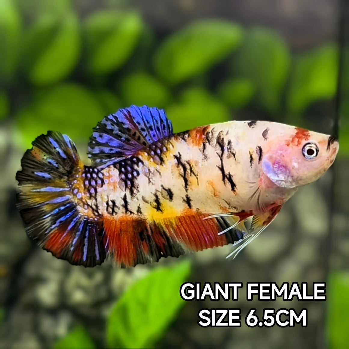 Multicolor Tiger JUMBO GIANT HMPK Betta Fish Female