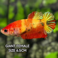 Nemo Koi Yellow Gold JUMBO GIANT HMPK Betta Fish Female