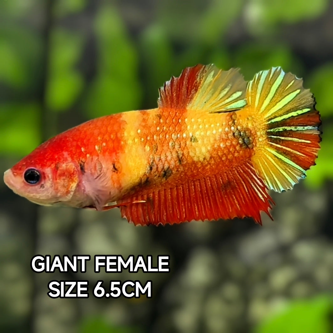Nemo Koi Yellow Gold JUMBO GIANT HMPK Betta Fish Female