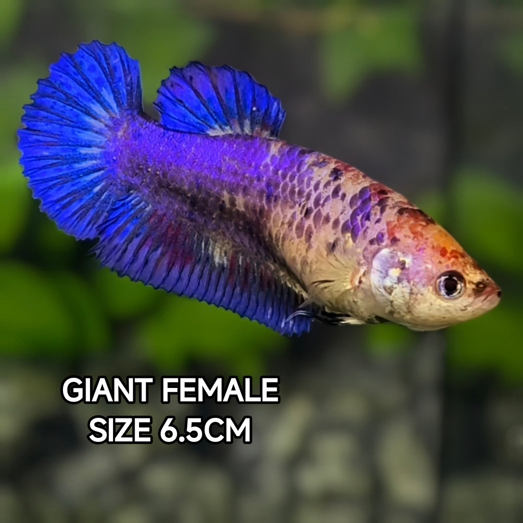 Purple Blue Fancy JUMBO GIANT HMPK Betta Fish Female