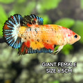 Multicolor Metalic JUMBO GIANT HMPK Betta Fish Female