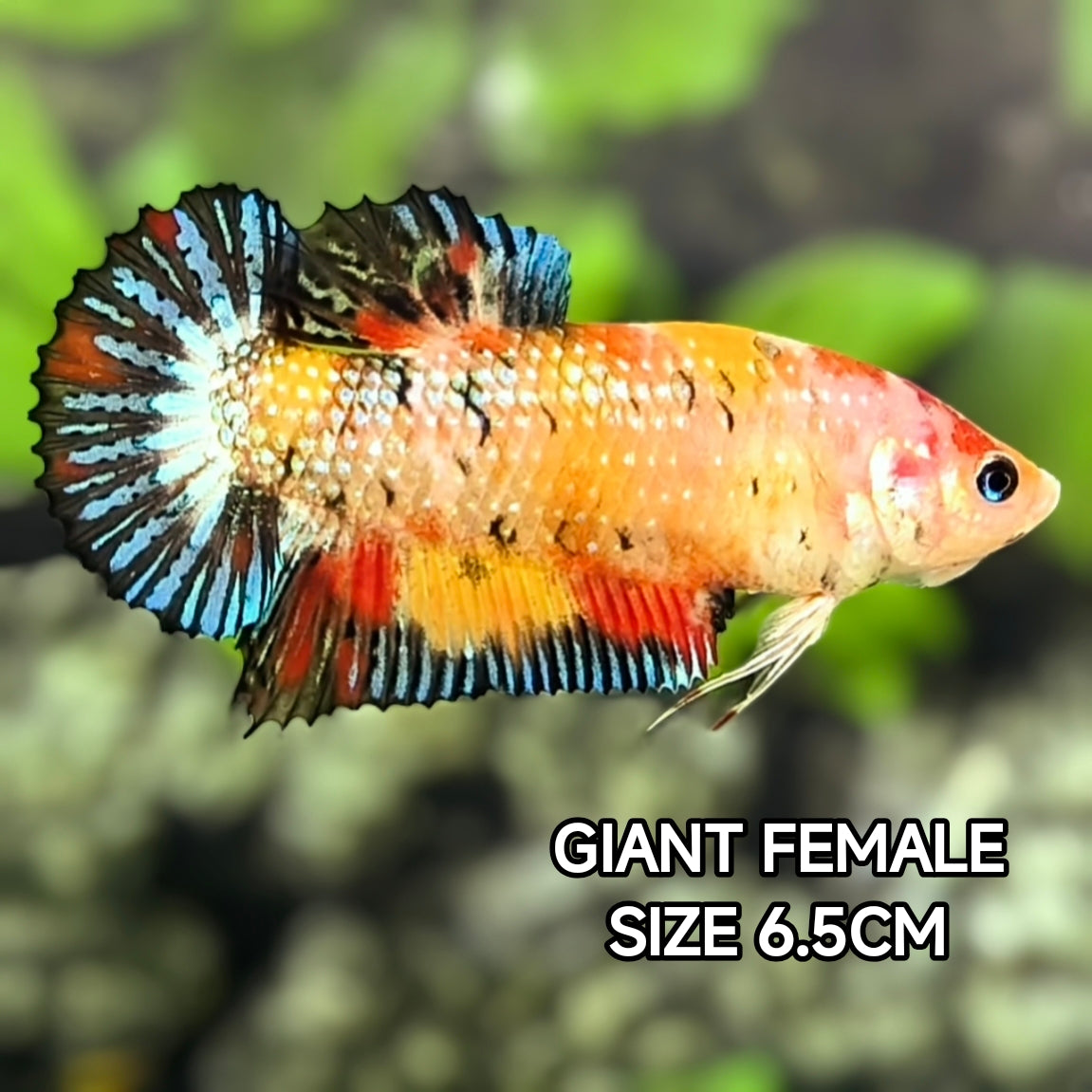 Multicolor Metalic JUMBO GIANT HMPK Betta Fish Female
