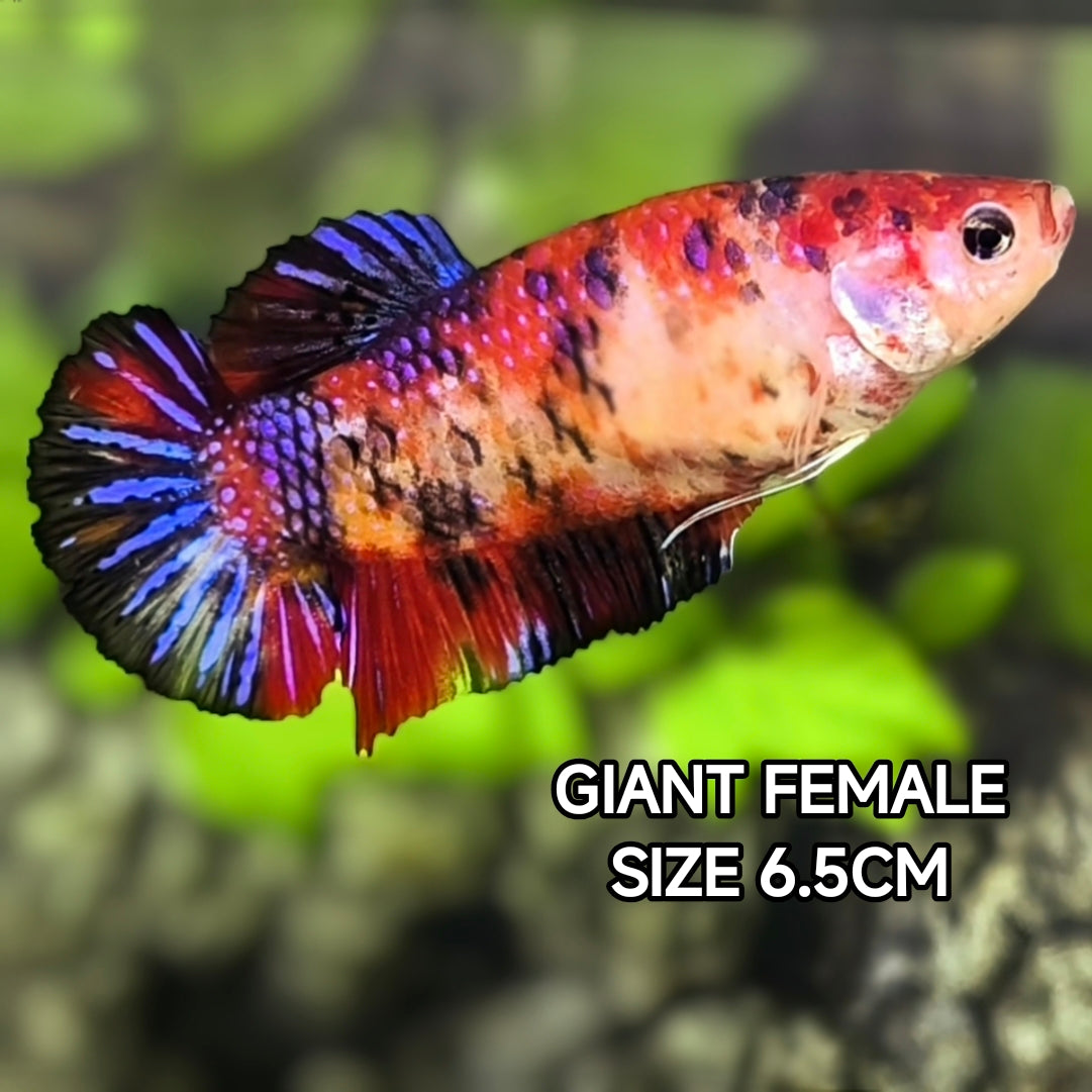 Mutlicolor Koi Purple Galaxy JUMBO GIANT HMPK Betta Fish Female