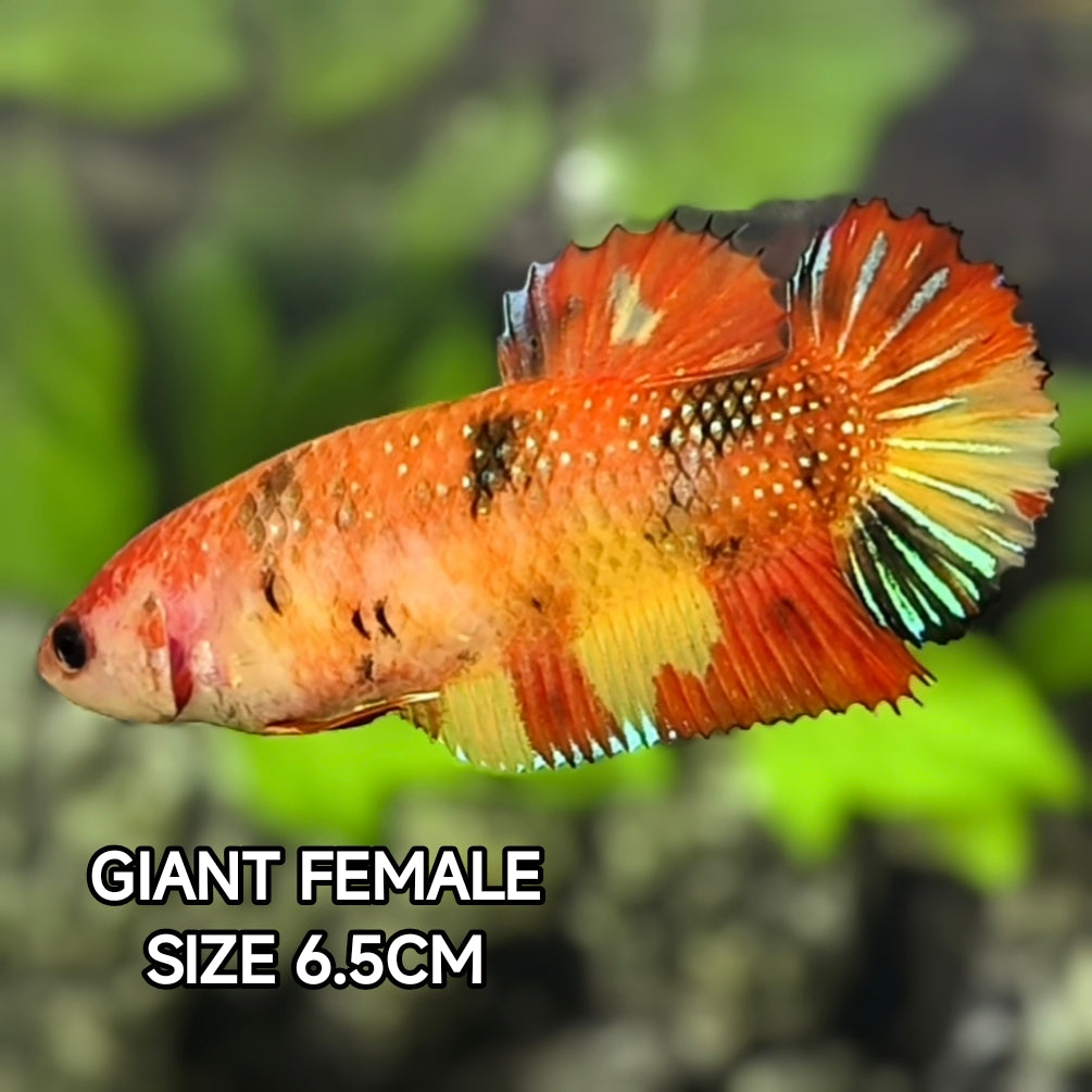 Orange Nemo Koi Metalic JUMBO GIANT HMPK Betta Fish Female