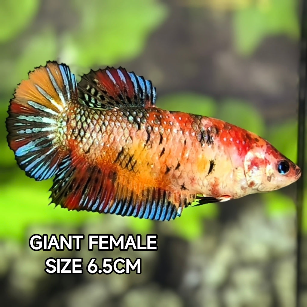 Multicolor Metalic JUMBO GIANT HMPK Betta Fish Female
