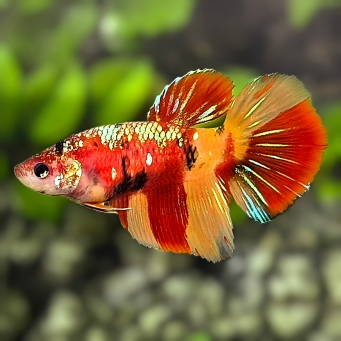 Koi Nemo Gold Metalic Galaxy Halfmoon Betta Fish Female For Sorority / Breed