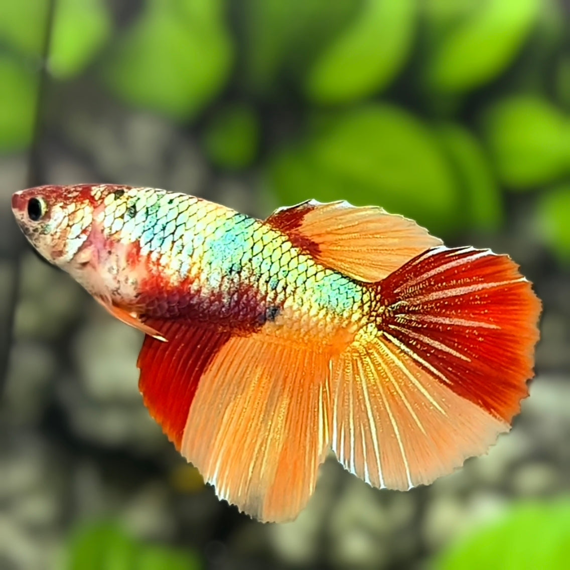Nemo Koi Metalic Halfmoon Betta Fish Female For Sorority / Breed