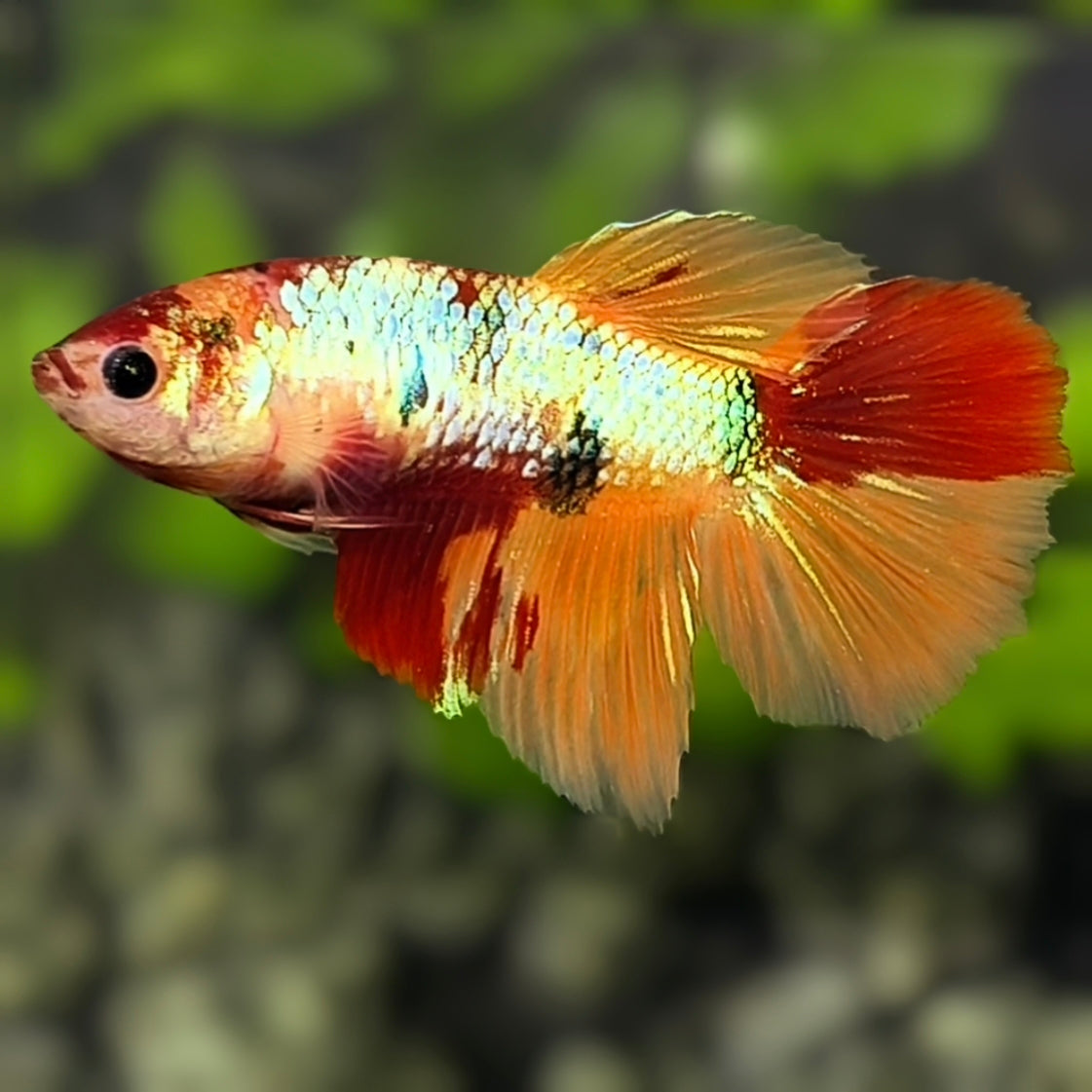 Koi Nemo Gold Metalic Halfmoon Betta Fish Female For Sorority / Breed