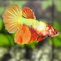 Koi Nemo Gold Green Metalic Halfmoon Betta Fish Female For Sorority / Breed