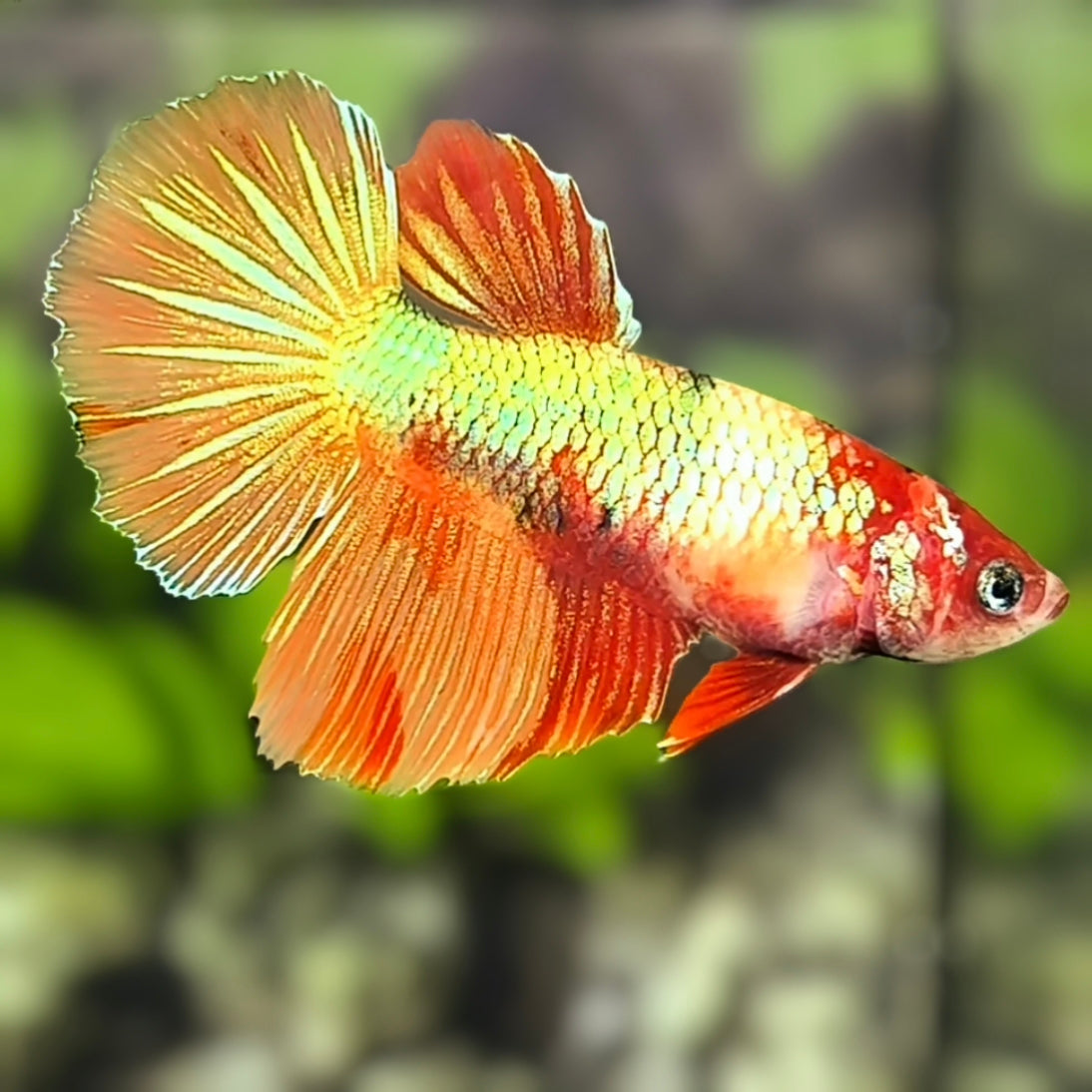 Koi Nemo Gold Green Metalic Halfmoon Betta Fish Female For Sorority / Breed