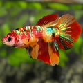 Multicolor Nemo Gold Galaxy Halfmoon Betta Fish Female For Sorority / Breed