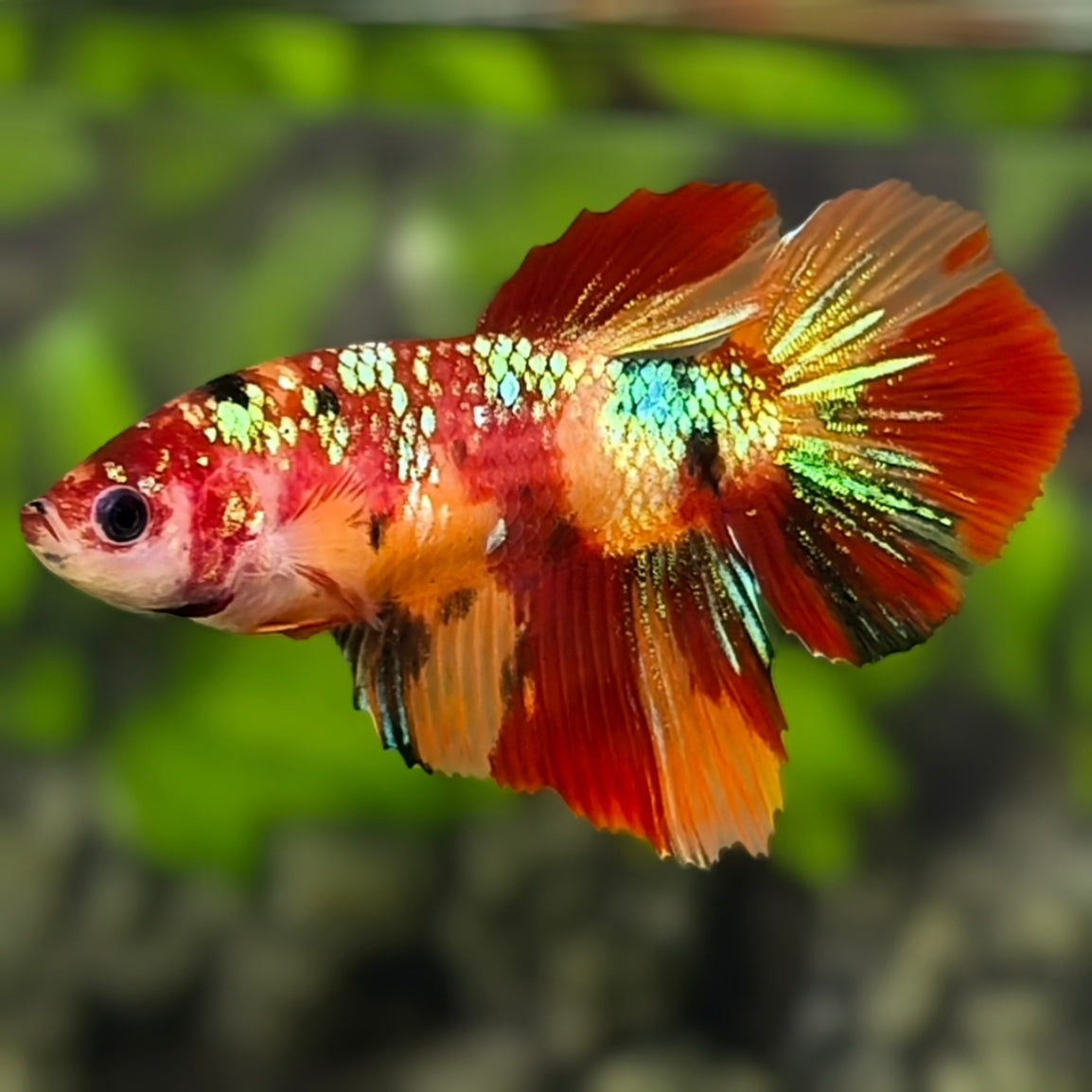 Multicolor Nemo Gold Galaxy Halfmoon Betta Fish Female For Sorority / Breed
