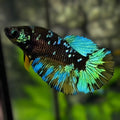 Avatar Blackstar Green Halfmoon Betta Fish Female For Sorority / Breed
