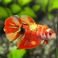 Koi Nemo Gold Galaxy Halfmoon Betta Fish Female For Sorority / Breed