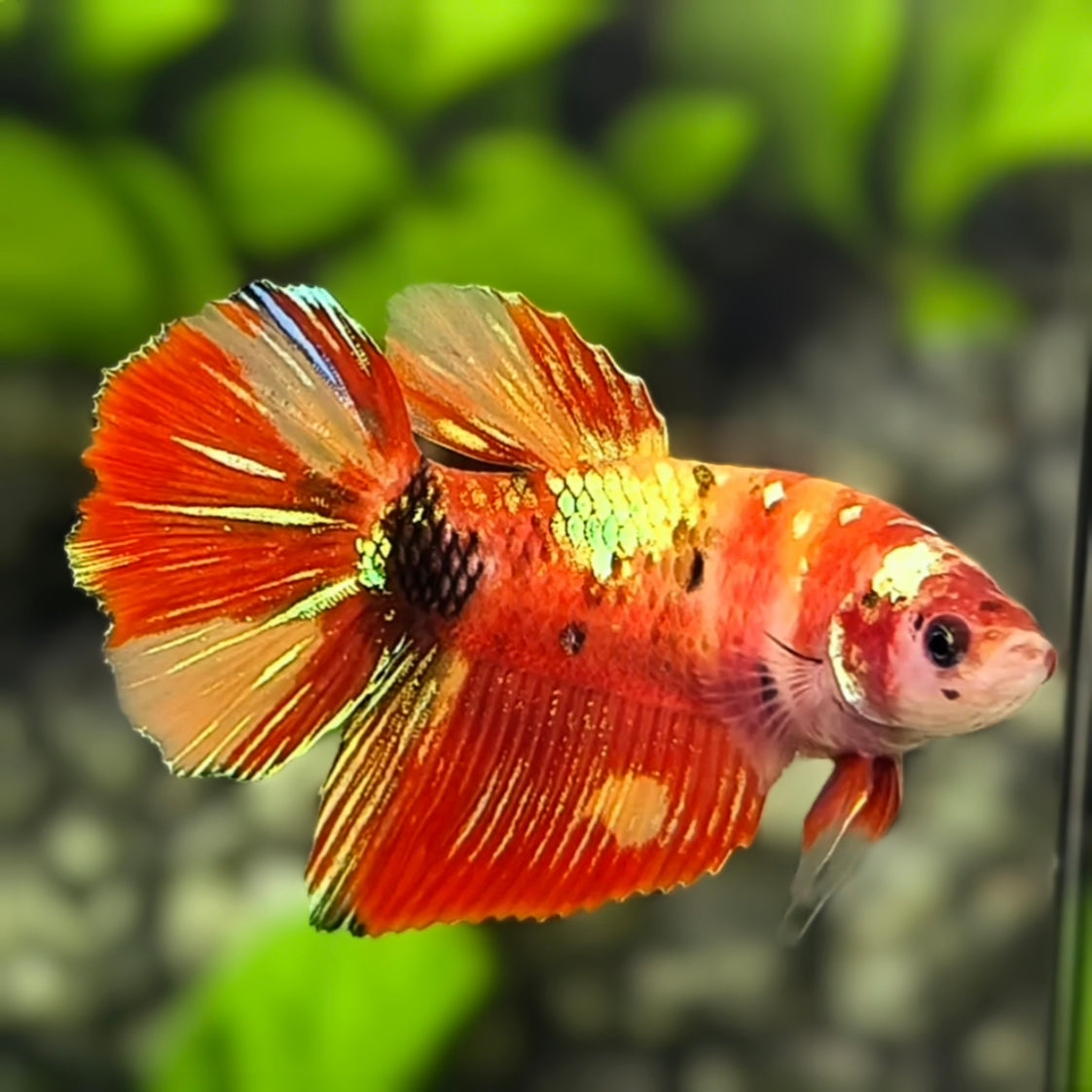 Koi Nemo Gold Galaxy Halfmoon Betta Fish Female For Sorority / Breed