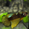 Avatar Mustard Gass Halfmoon Betta Fish Female For Sorority / Breed