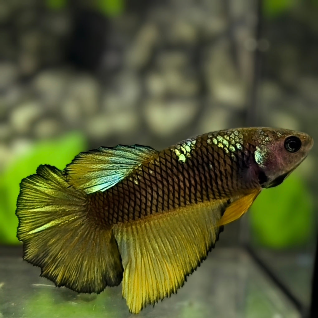 Avatar Mustard Gass Halfmoon Betta Fish Female For Sorority / Breed