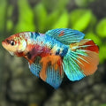 Multicolor Halfmoon Betta Fish Female For Sorority / Breed