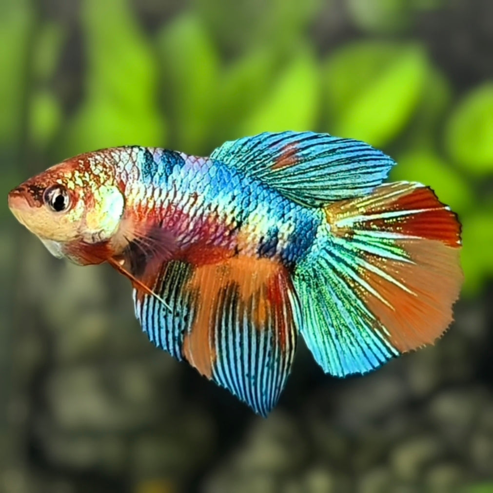 Multicolor Halfmoon Betta Fish Female For Sorority / Breed