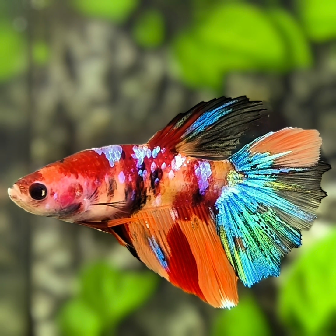 Multicolor Galaxy Halfmoon Betta Fish Female For Sorority / Breed