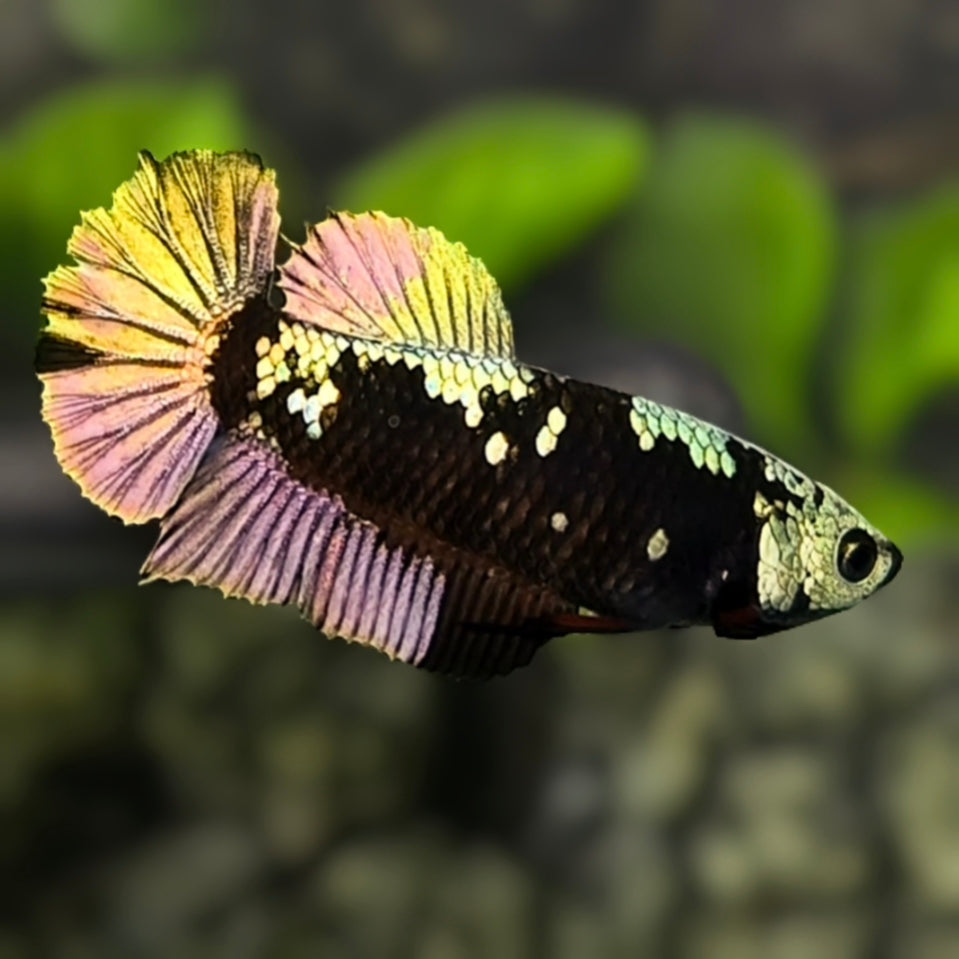 Avatar Blackstar Copper Gold HMPK Betta Fish Female For Sorority / Breed