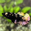 Avatar Blackstar Copper Gold HMPK Betta Fish Female For Sorority / Breed
