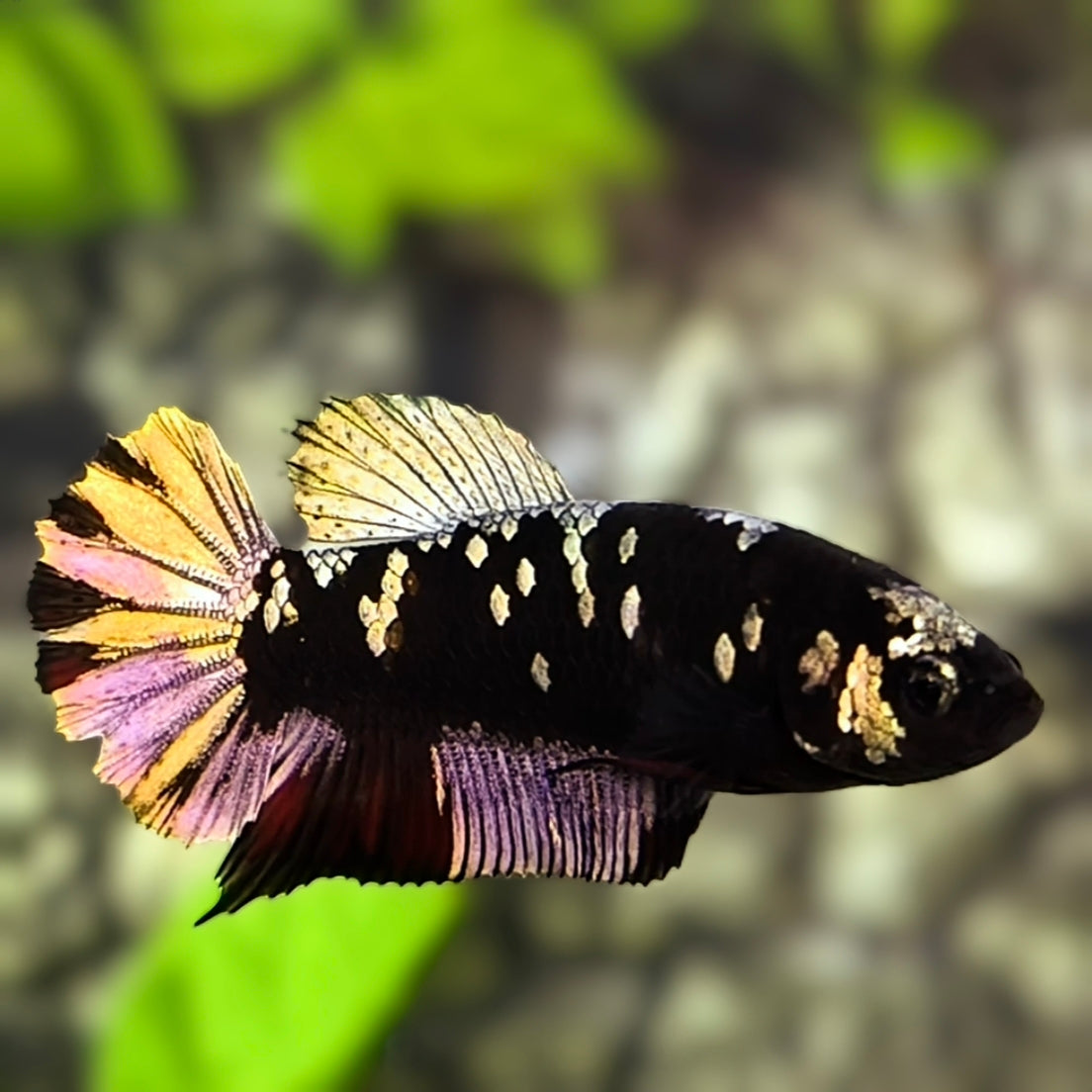 Avatar Blackstar Copper Gold HMPK Betta Fish Female For Sorority / Breed