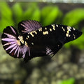 Avatar Black Panther HMPK Betta Fish Female For Sorority / Breed