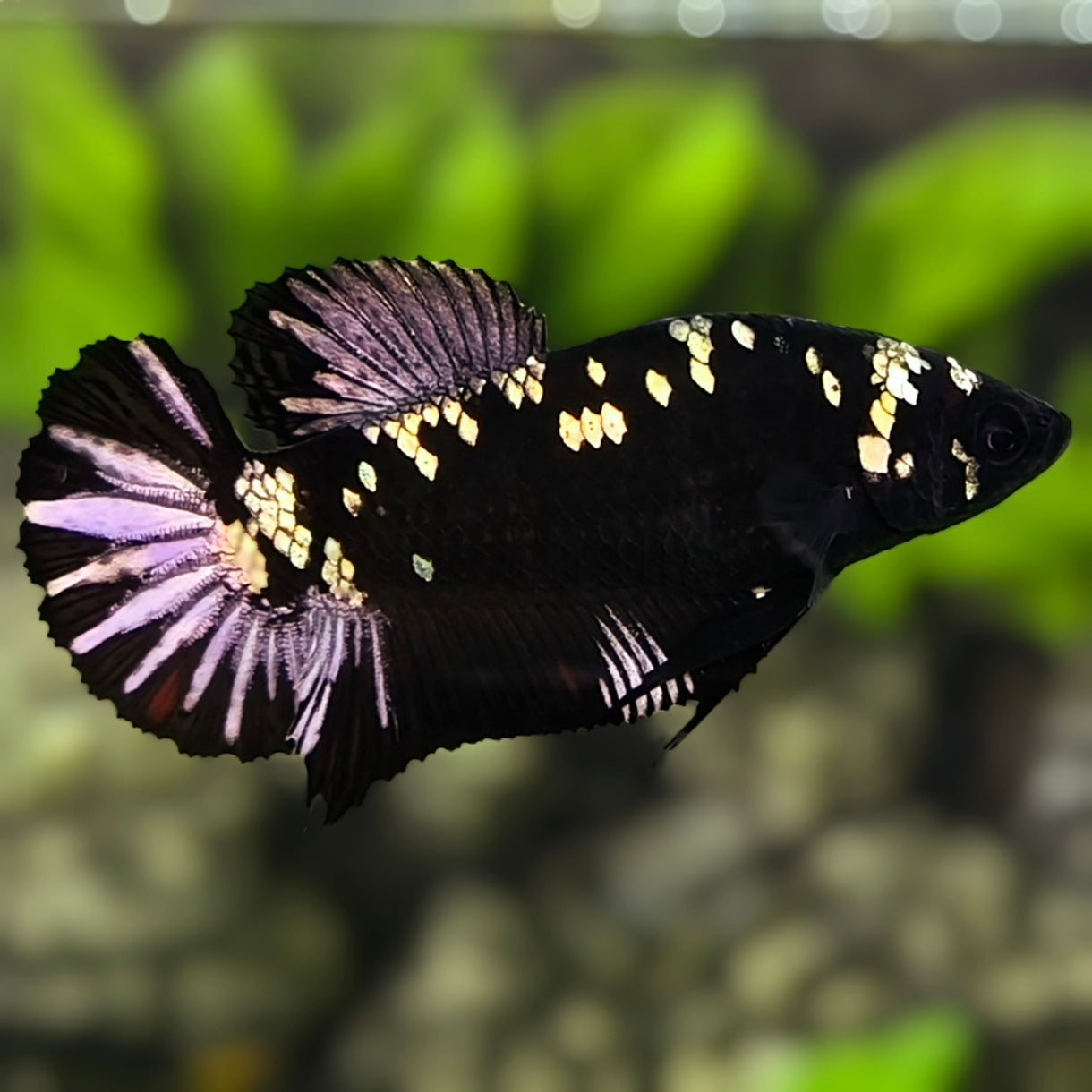 Avatar Black Panther HMPK Betta Fish Female For Sorority / Breed