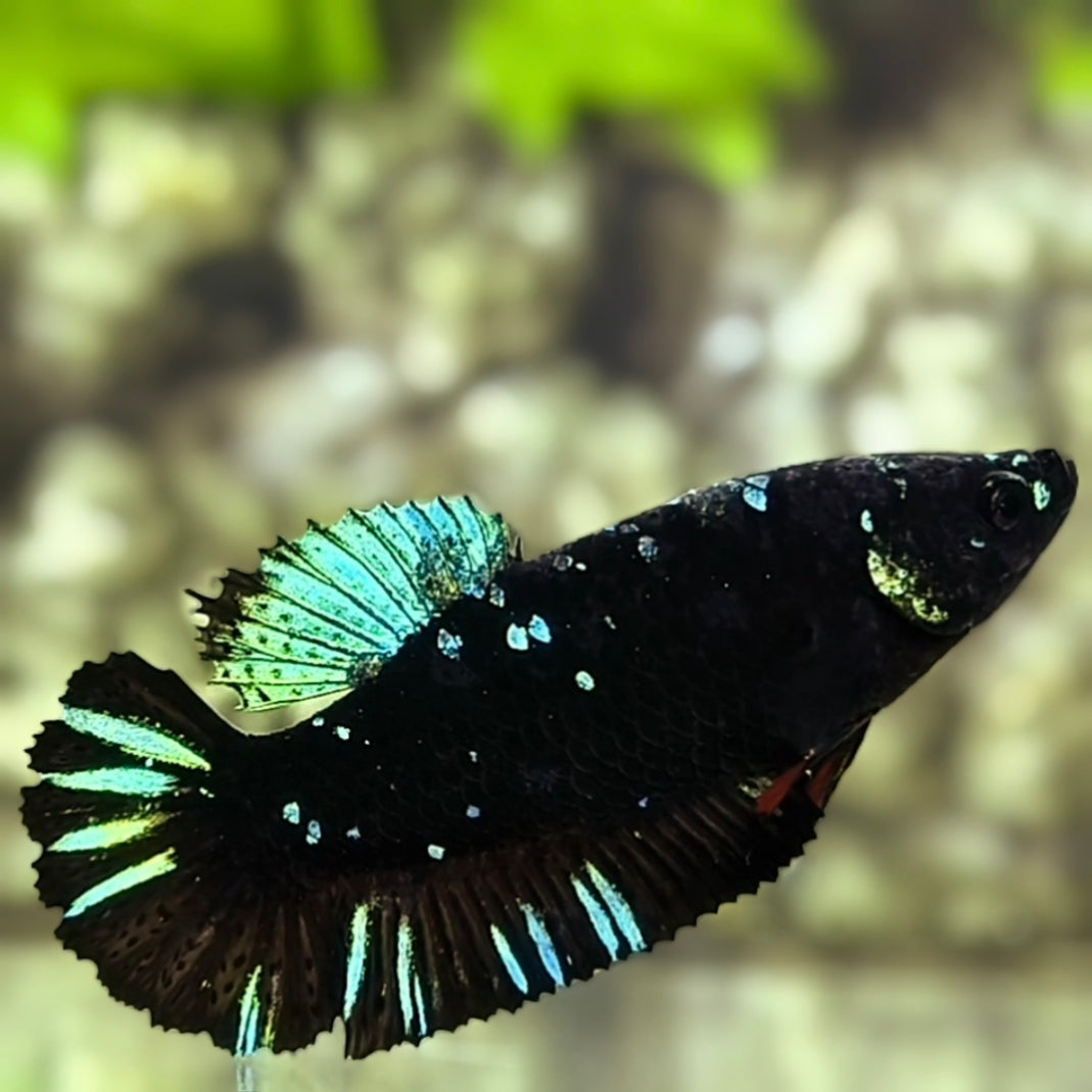 Avatar Blackstar Green HMPK Betta Fish Female For Sorority / Breed