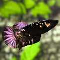 Avatar Black Panther HMPK Betta Fish Female For Sorority / Breed