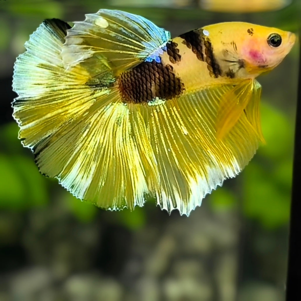 Yellow Tiger Koi Galaxy Halfmoon Betta Fish Male #YKG