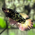 Avatar Copper Gold Halfmoon Betta Fish Female For Sorority / Breed