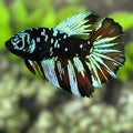 Avatar Blackstar Turquoise Halfmoon Betta Fish Female For Sorority / Breed