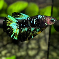 Avatar Blackstar Green Halfmoon Betta Fish Female For Sorority / Breed