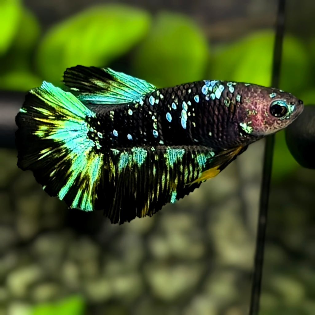 Avatar Blackstar Green Halfmoon Betta Fish Female For Sorority / Breed