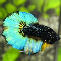 Avatar Blackstar Nebula Turquoise Green Halfmoon Betta Fish Male